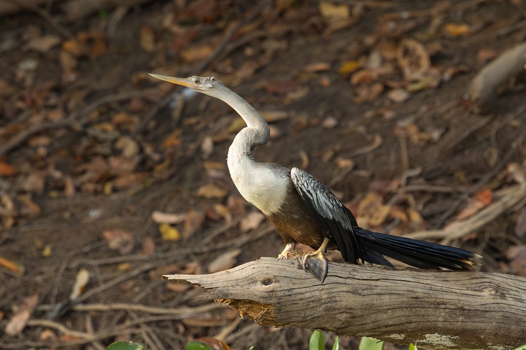 ANHINGA_02.jpg