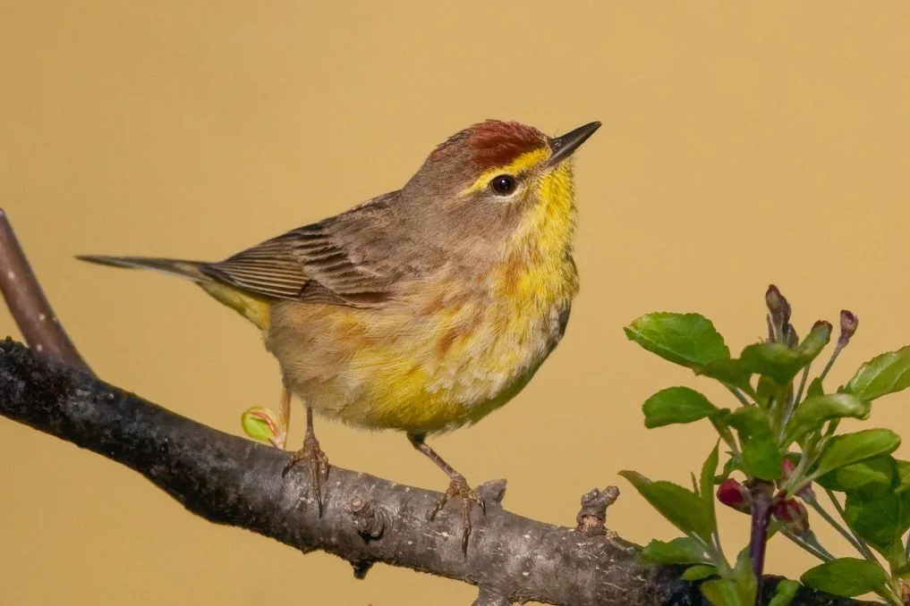 PALM WARBLER