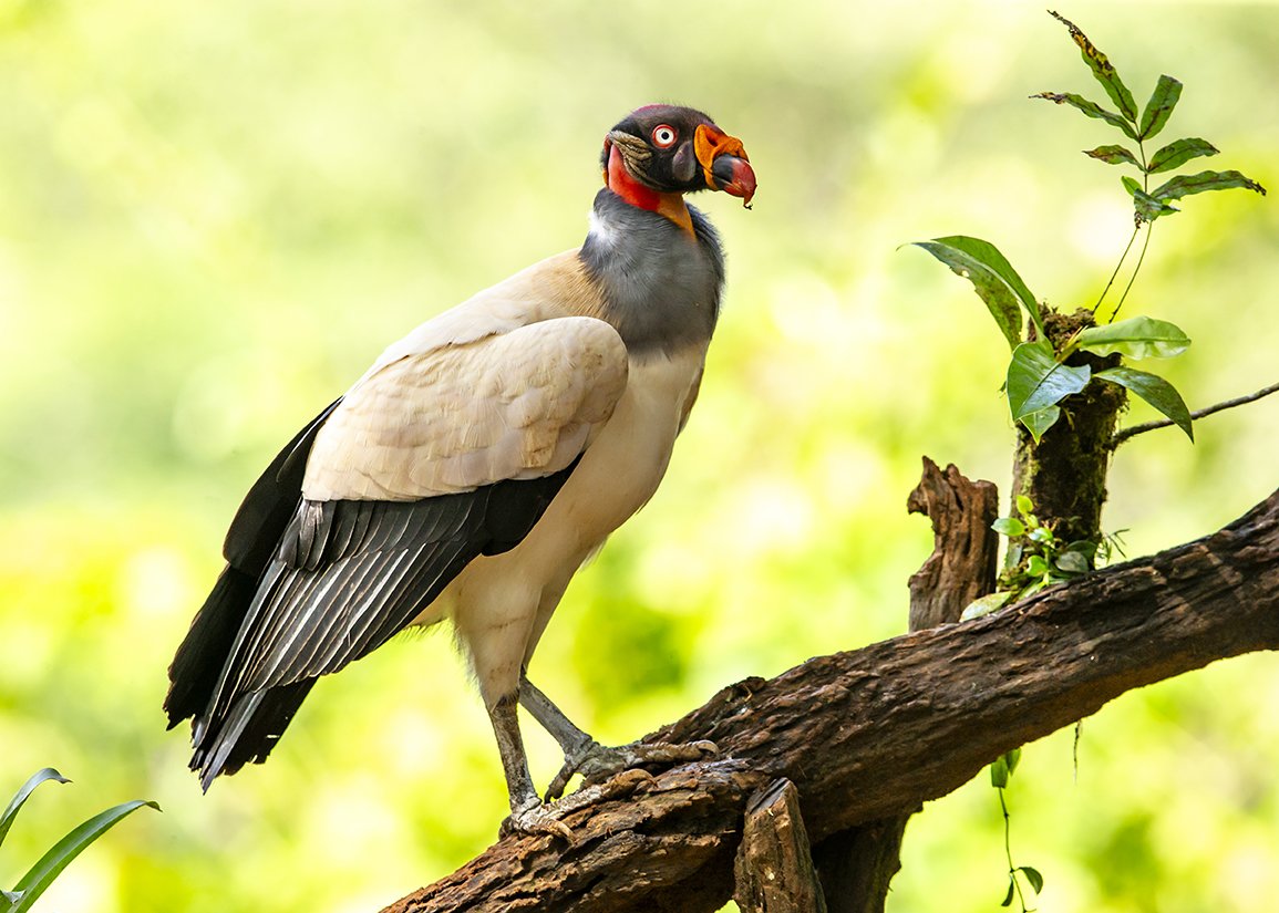 KING_VULTURE_05.jpg