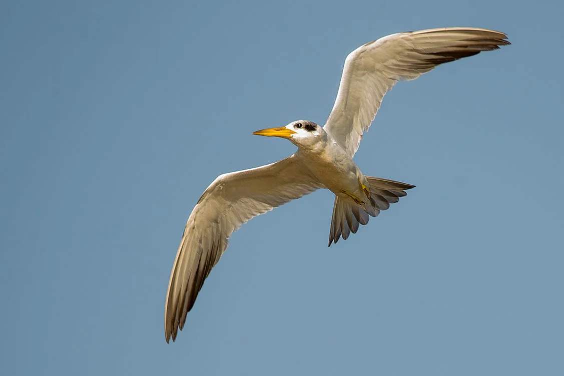 LARGE_BILLED_TERN_13.jpg