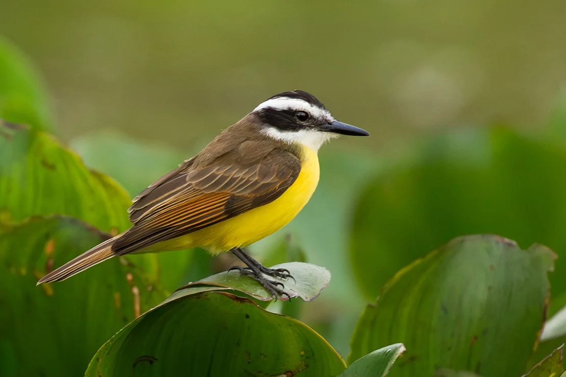 GREAT KISKADEE_02.jpg