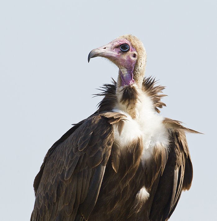 LAPPET_FACED_VULTURE_01.jpg