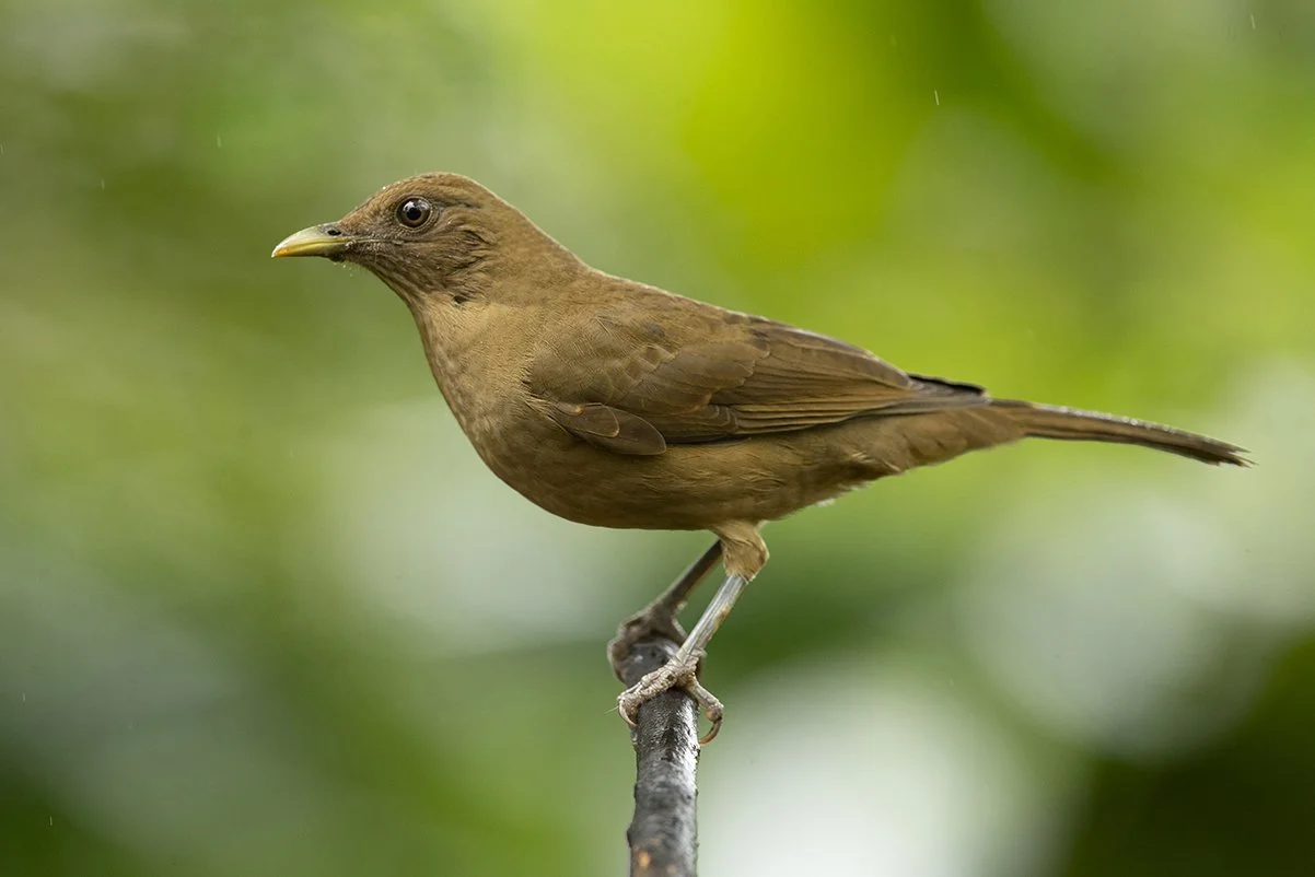 CLAY_COLORED_THRUSH_04.jpg