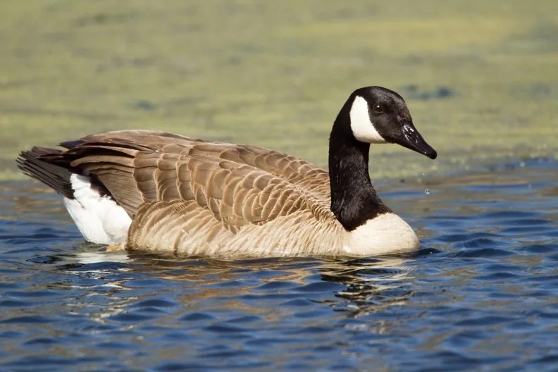 CANADA GOOSE