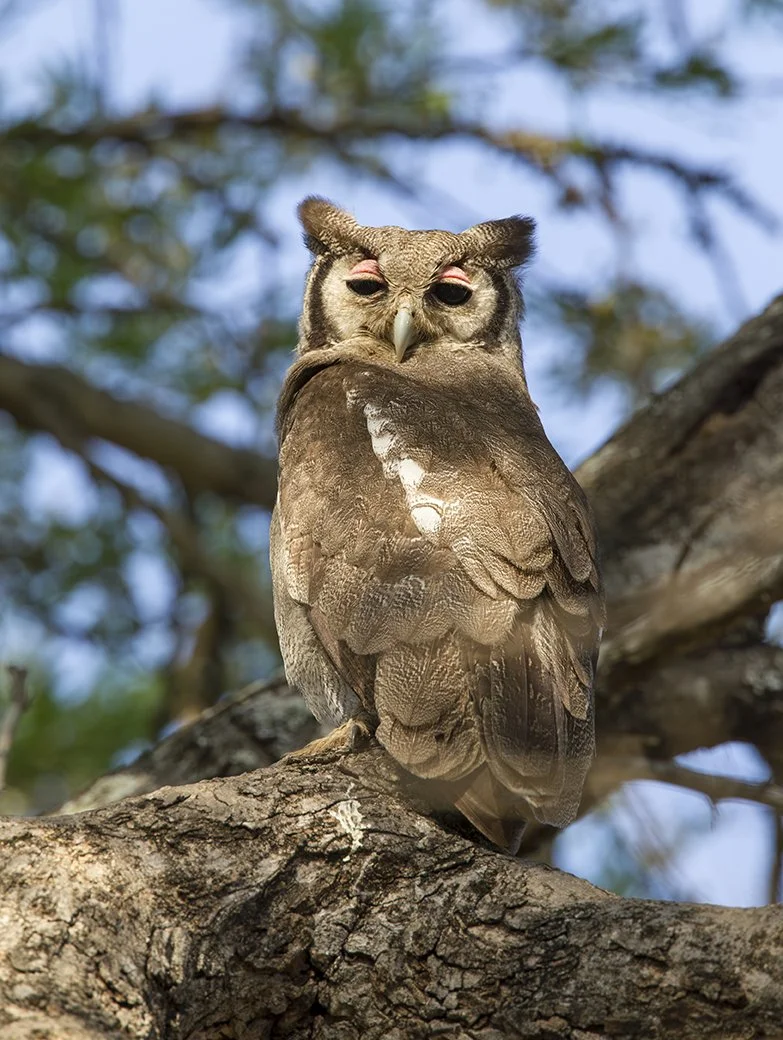 VERREAUX'S (GIANT) EAGLE-OWL