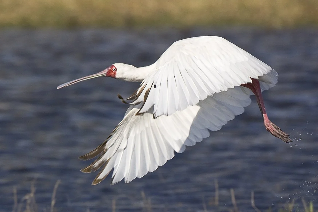 AFRICAN_SPOONBILL_04.jpg