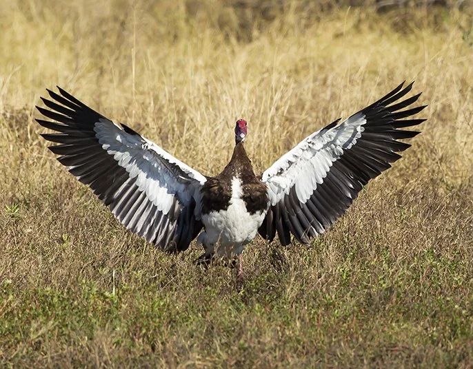 SPUR_WINGED_GOOSE_02.jpg