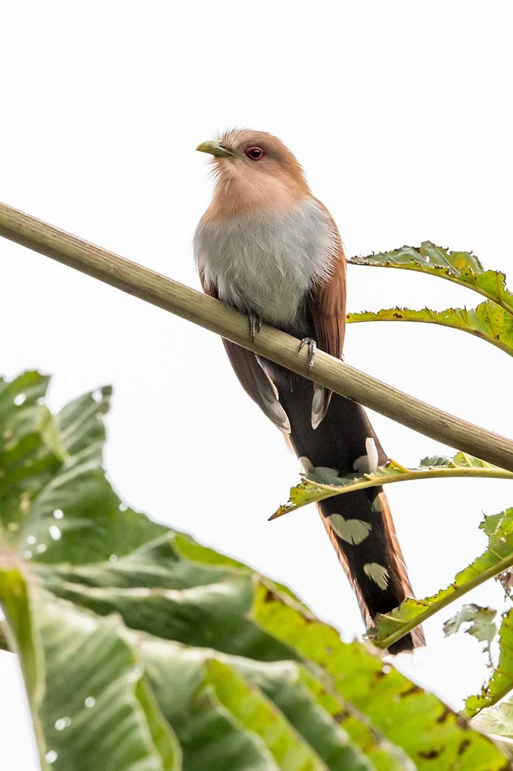 SQUIRREL CUCKOO