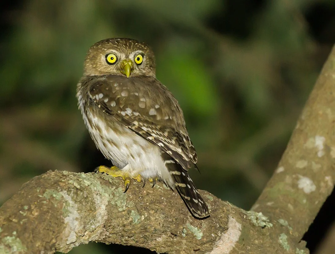 AMAZONIAN PIGMY OWL