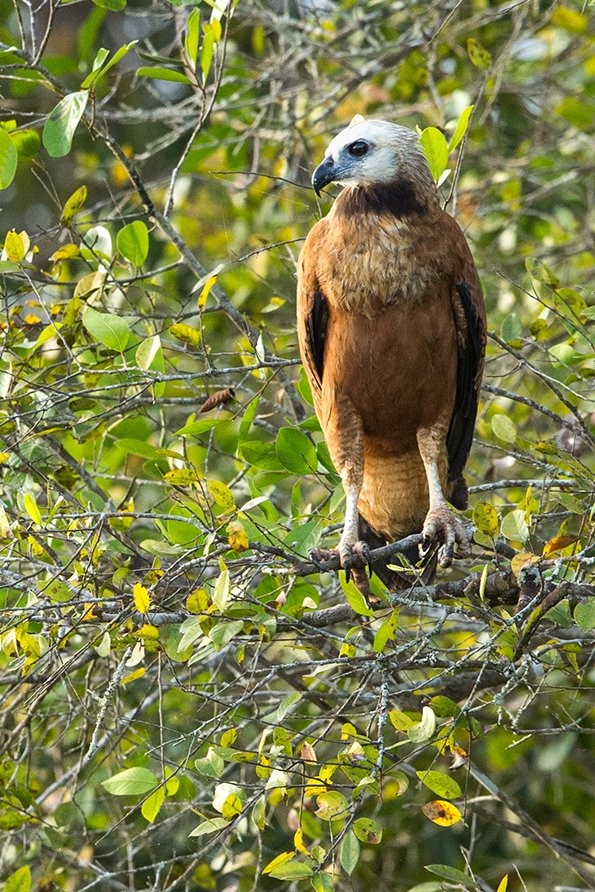 BLACK_COLLARED_HAWK_05.jpg