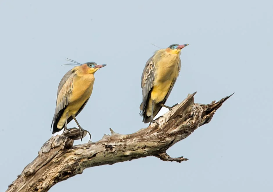 WHISTLING_HERON_03.jpg