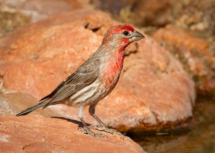 HOUSE FINCH