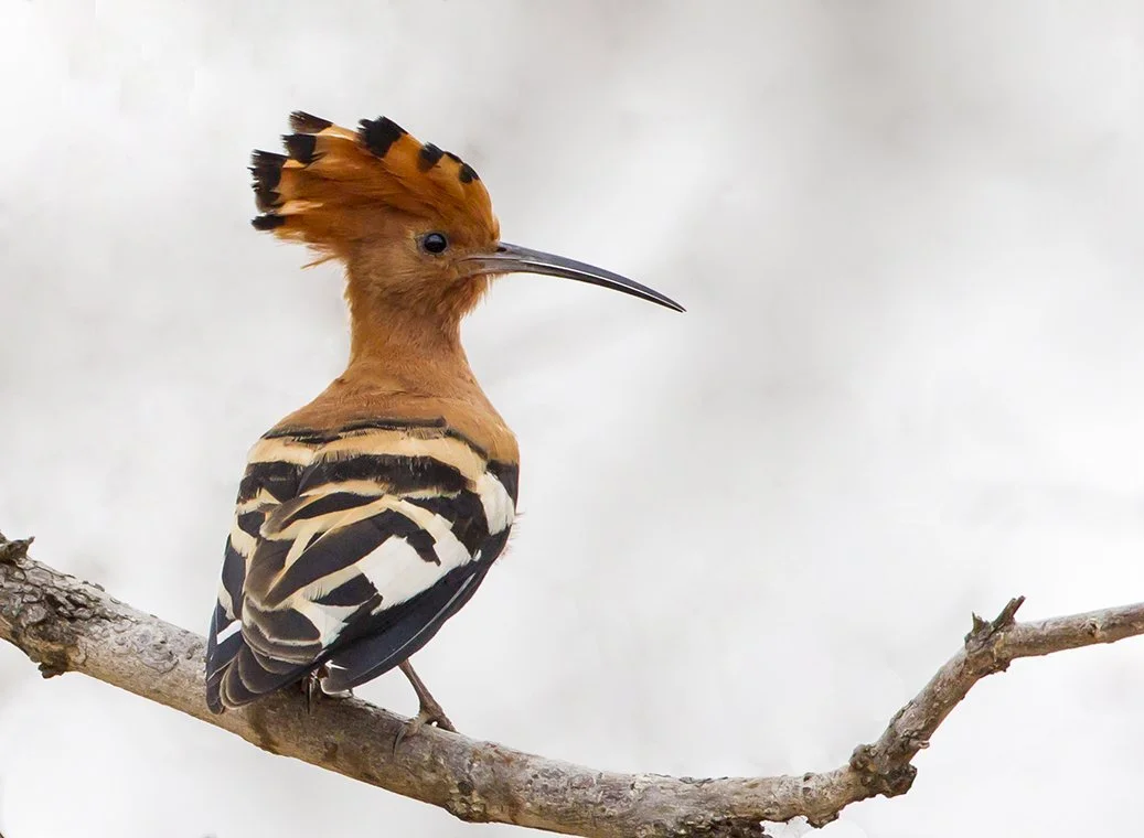 AFRICAN_HOOPOE_02.jpg
