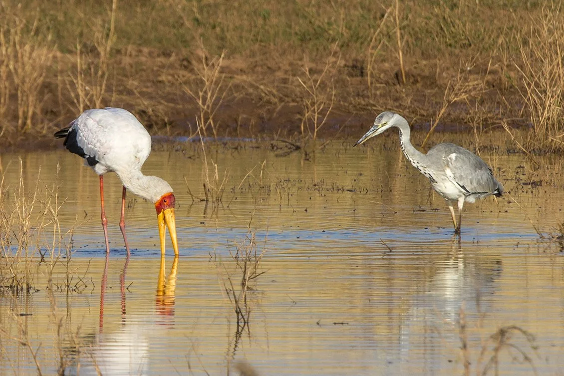 YELLOW-BILLED STORK_08.jpg