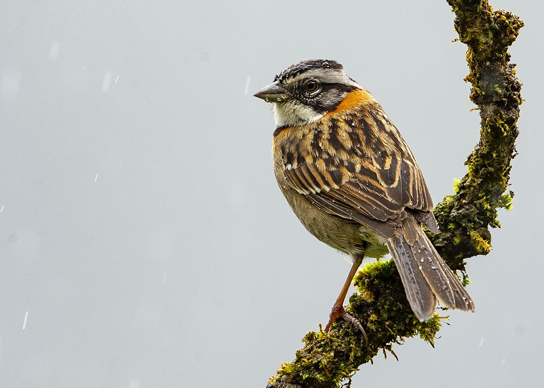 RUFOUS-COLORED SPARROW_03.jpg