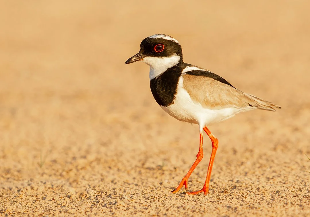 PIED PLOVER