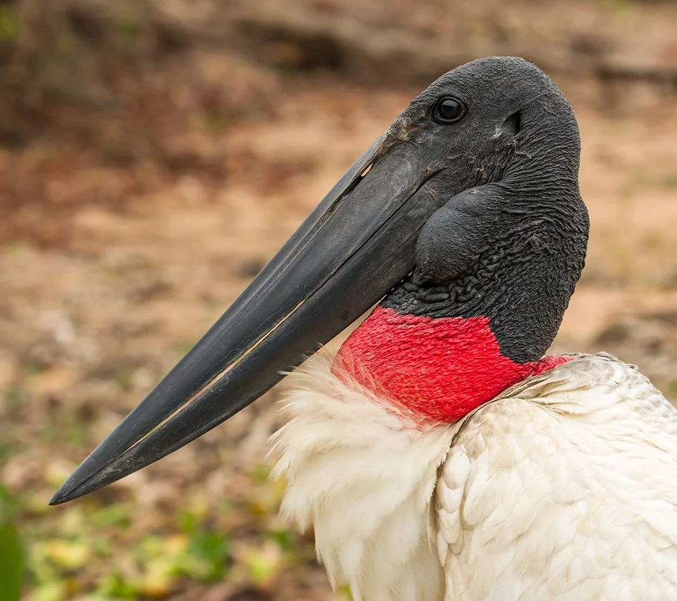 JABIRU_03.jpg
