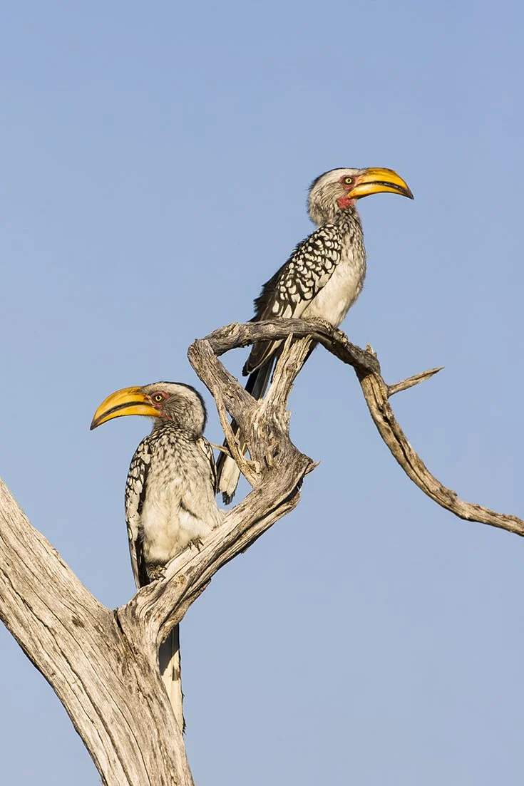 SOUTHERN YELLOW-BILLED HORNBILL