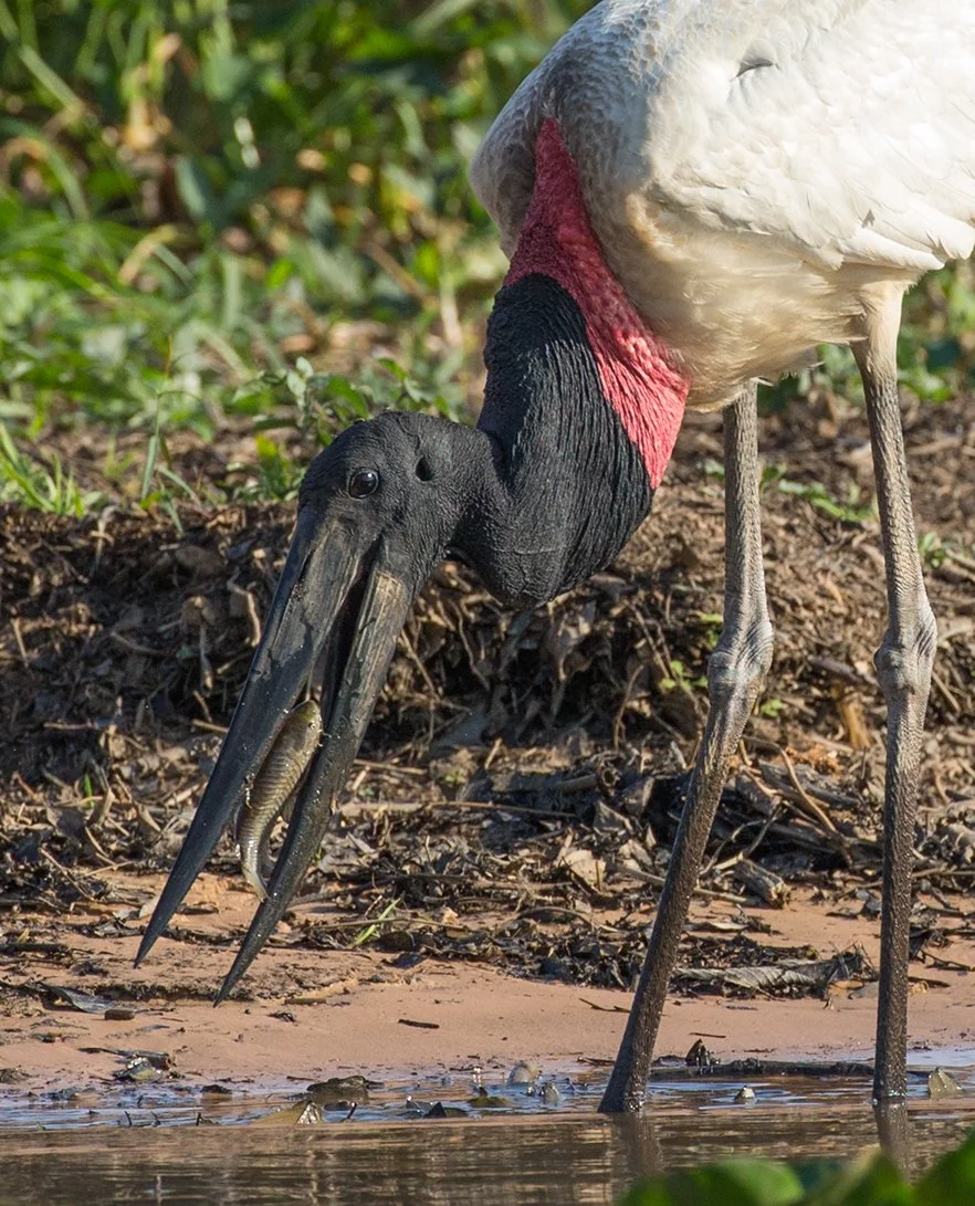JABIRU_07.jpg