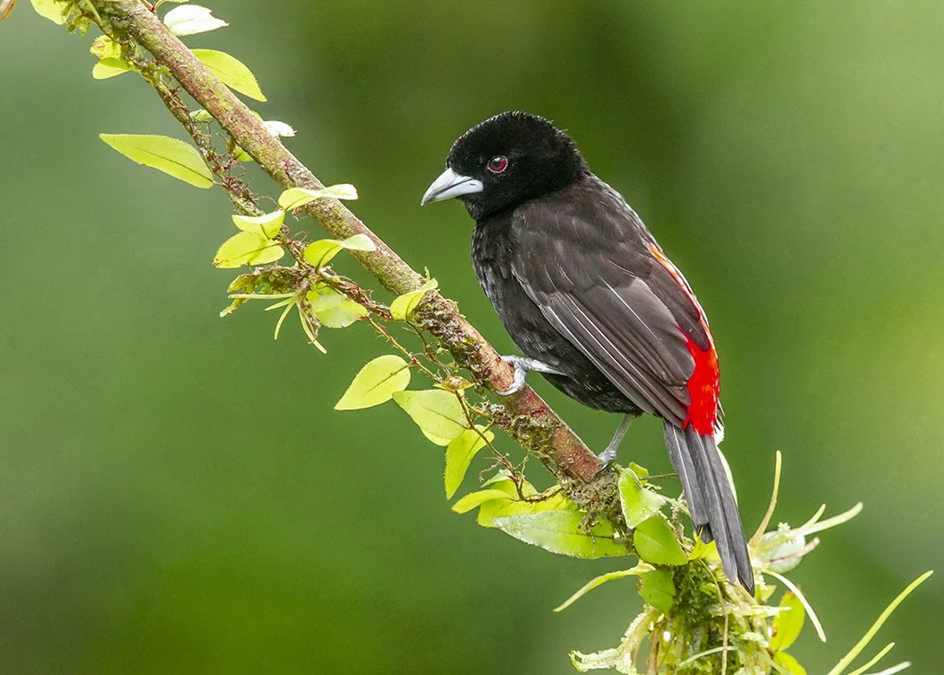SCARLET_RUMPED_TANAGER_01.jpg