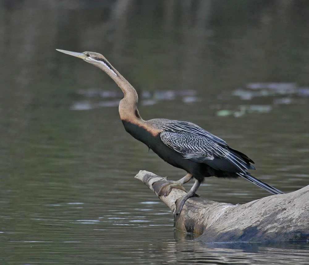 AFRICAN_DARTER_03.jpg