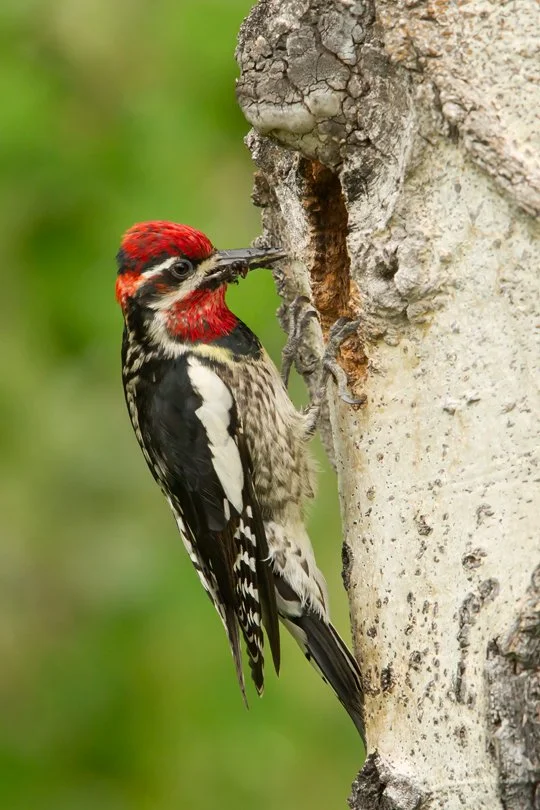 RED-NAPED SAPSUCKER