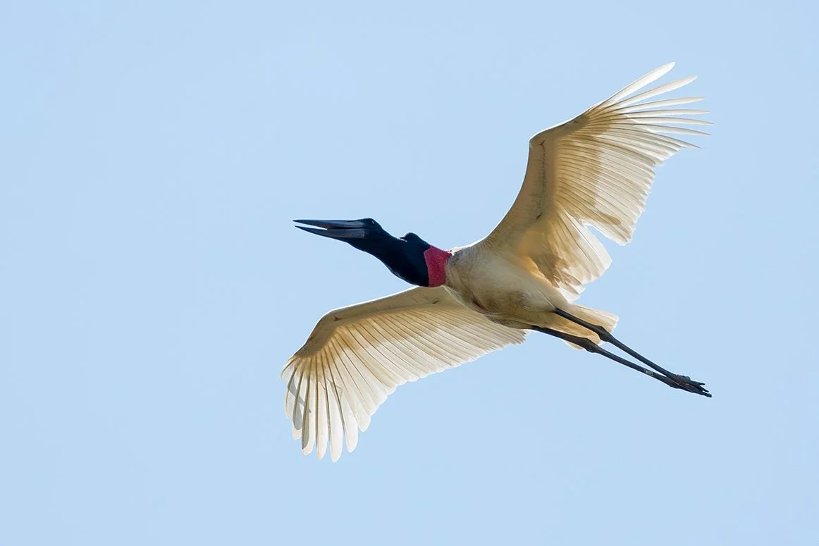 JABIRU_10.jpg