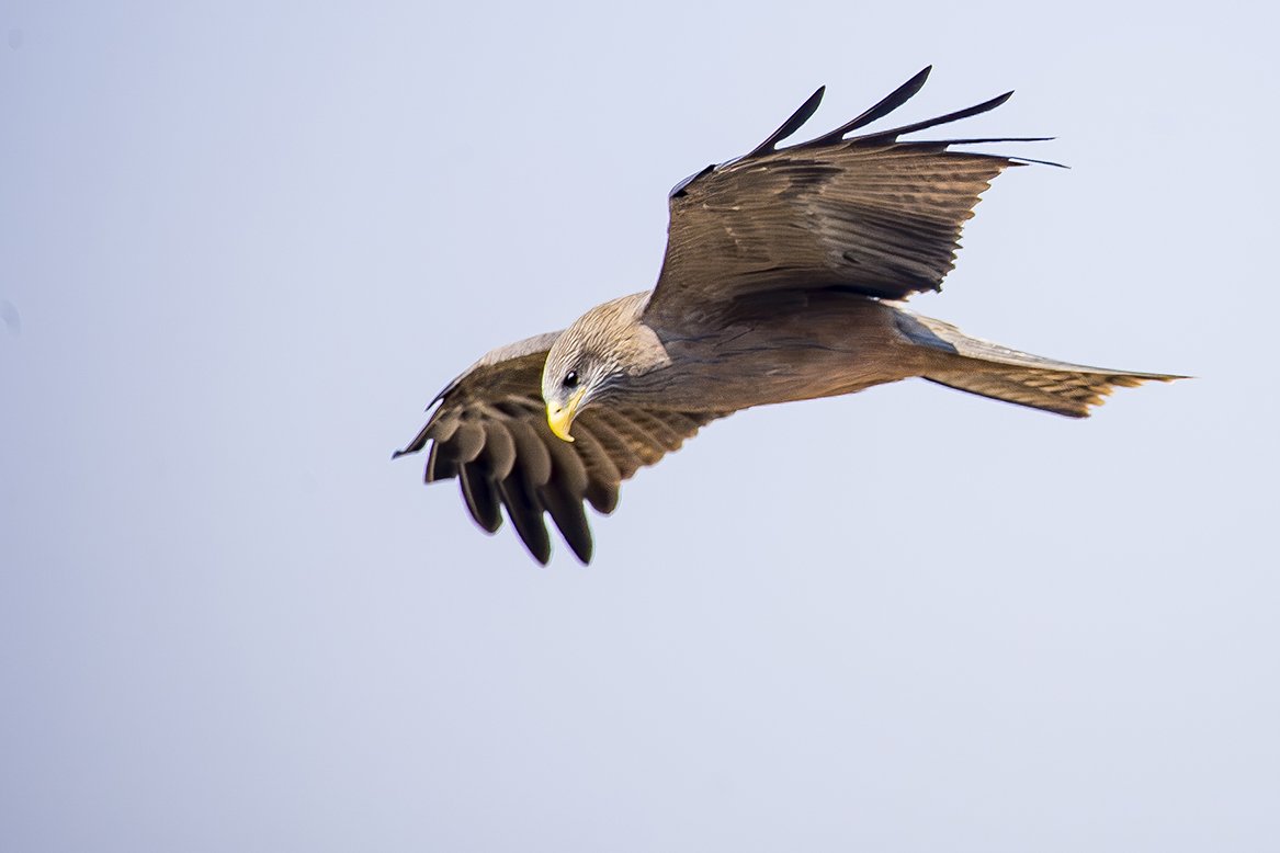 YELLOW-BILLED KITE