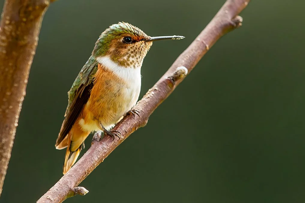 VOLCANO HUMMINGBIRD