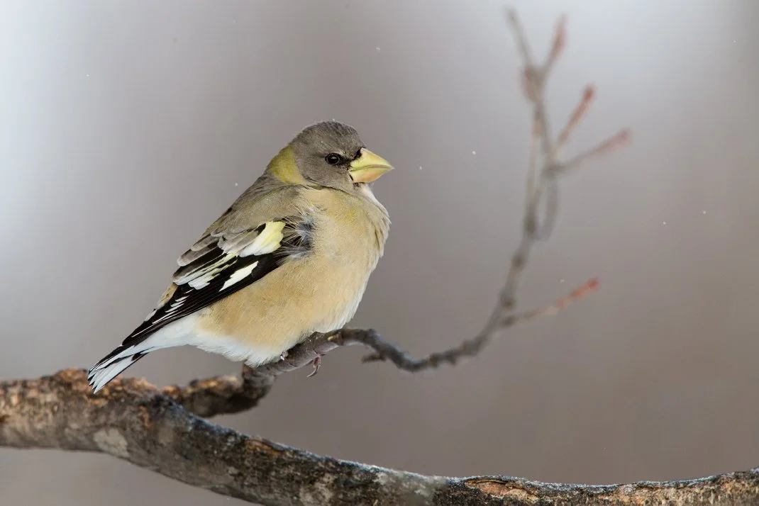 EVENING GROSBEAK