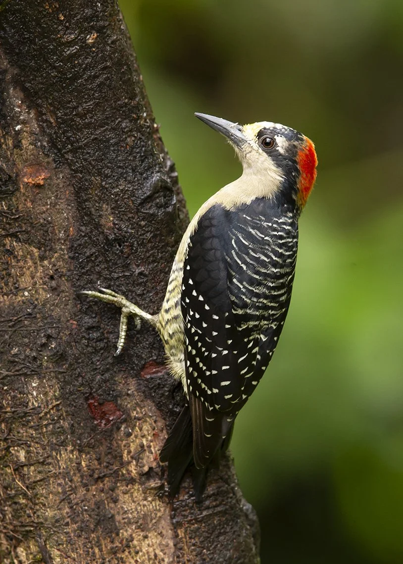 BLACK-CHEEKED WOODPECKER