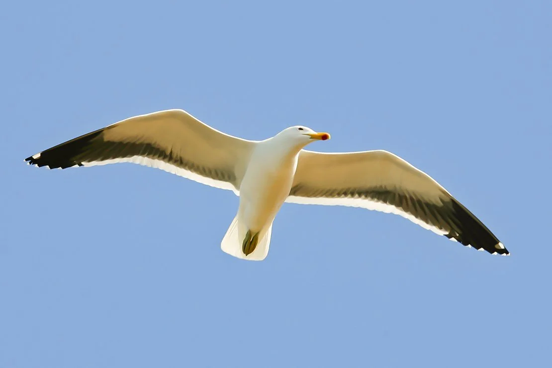 KELP_GULL_01.jpg