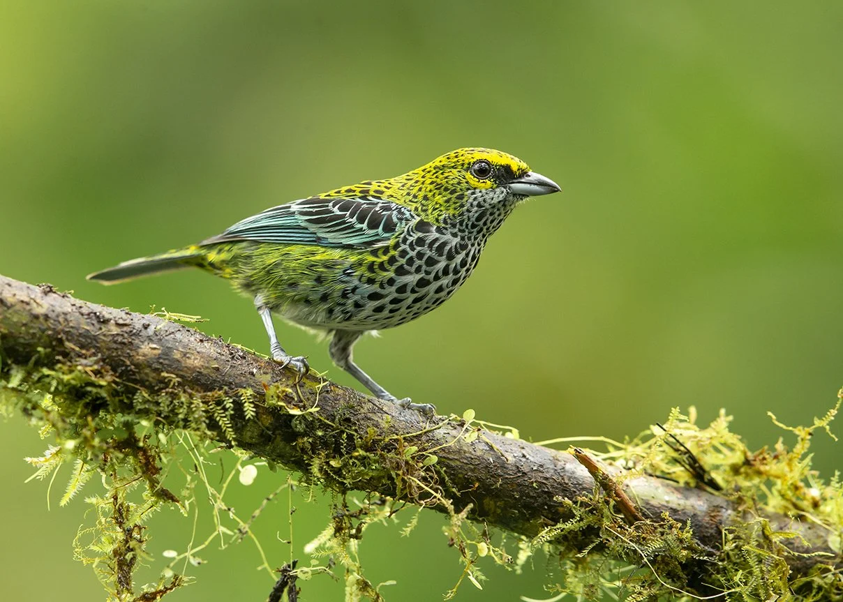 SPECKLED TANAGER