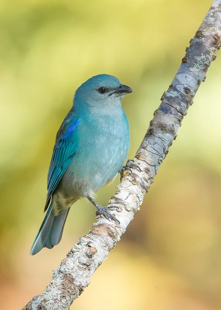 AZURE_SHOULDERED_TANAGER_04.jpg