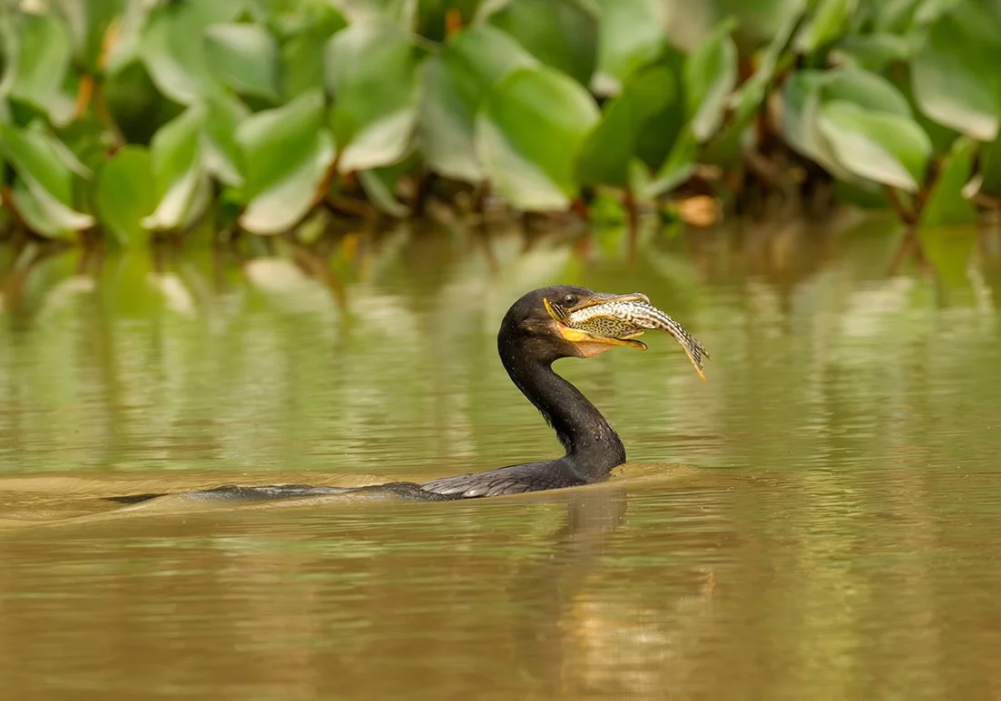 NEOTROPIC_CORMORANT_03.jpg