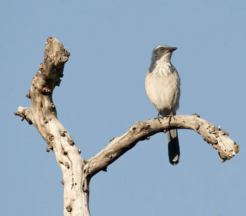 WESERN SCRUB JAY