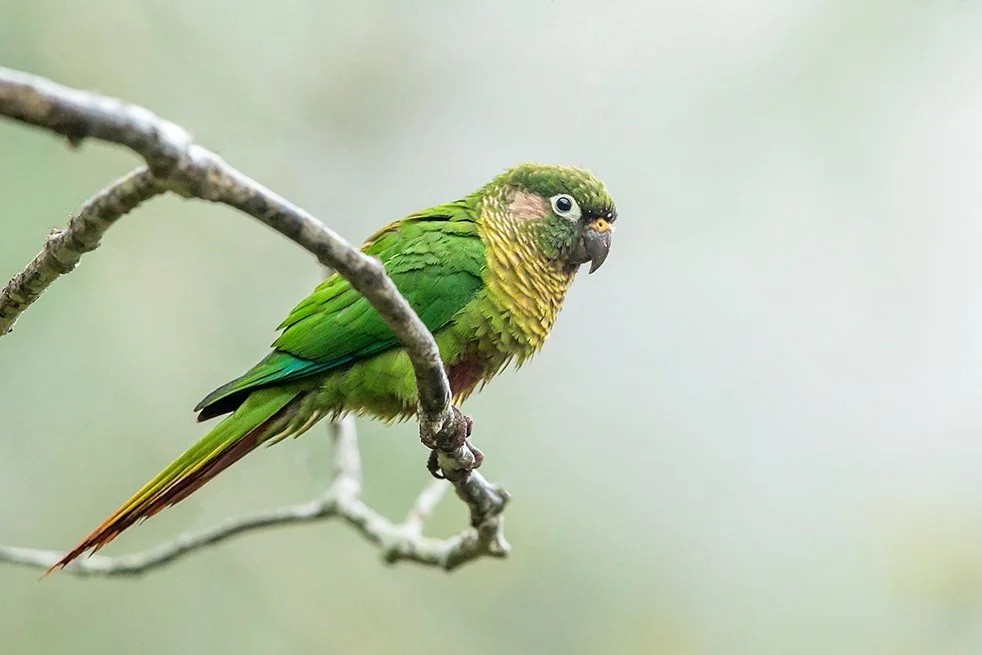 MAROON_BELLIED_PARAKEET_07.jpg