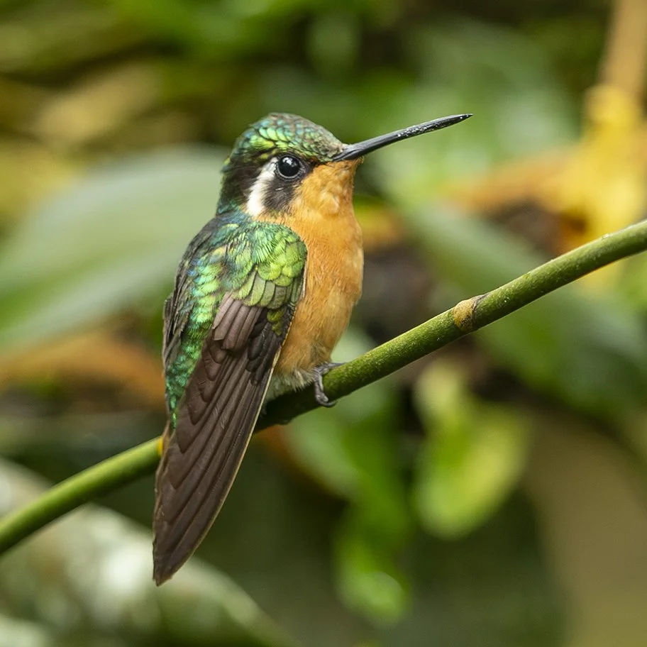 PURPLE-THROATED MOUNTAIN-GEM