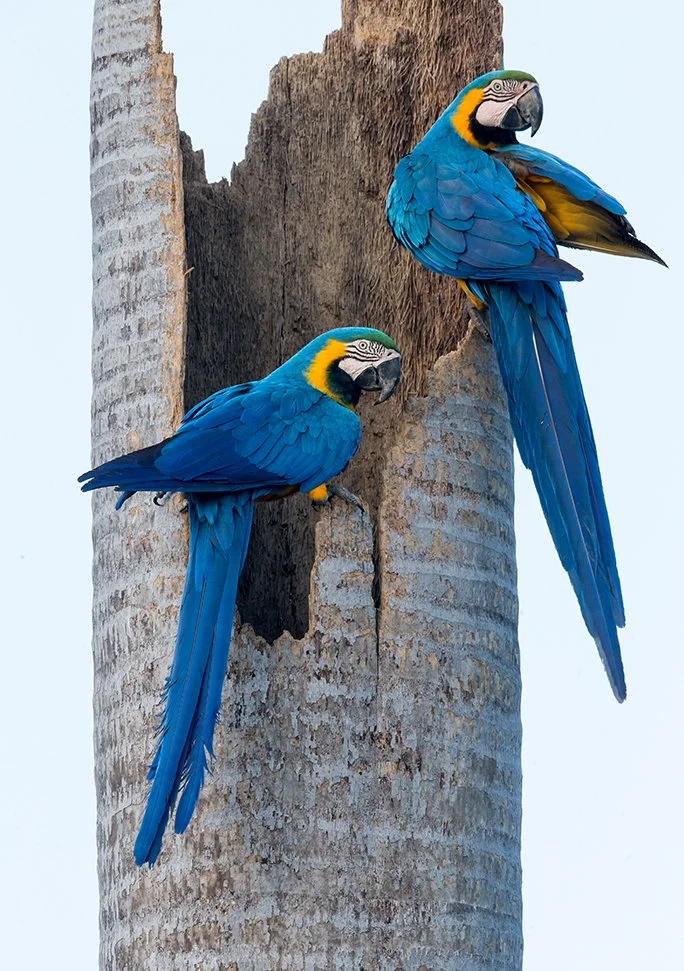 BLUE_AND_YELLOW_MACAW_08.jpg
