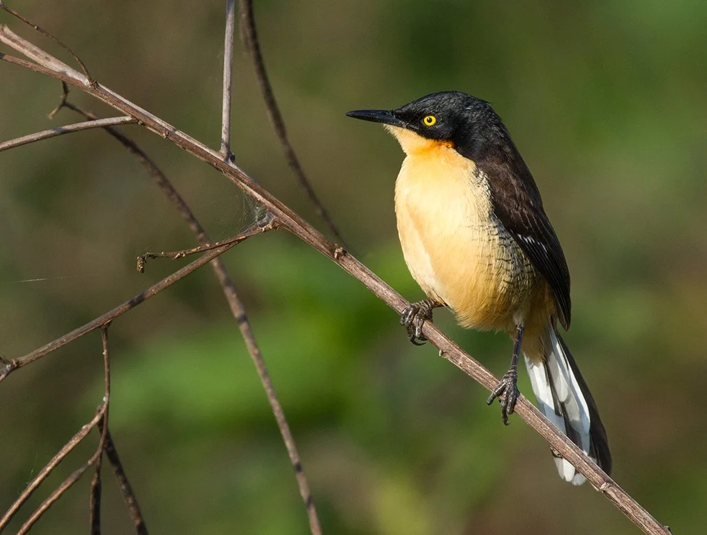 BLACK-CAPPED DONACOBIUS