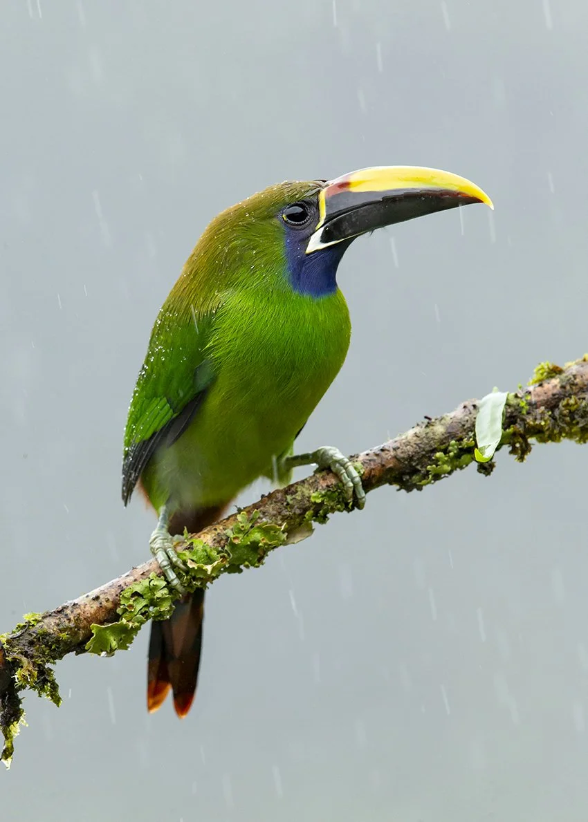 EMERALD TOUCANET