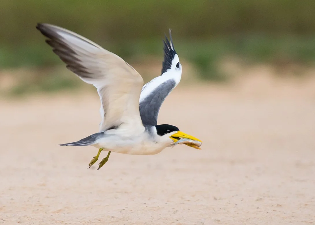 LARGE_BILLED_TERN_11.jpg