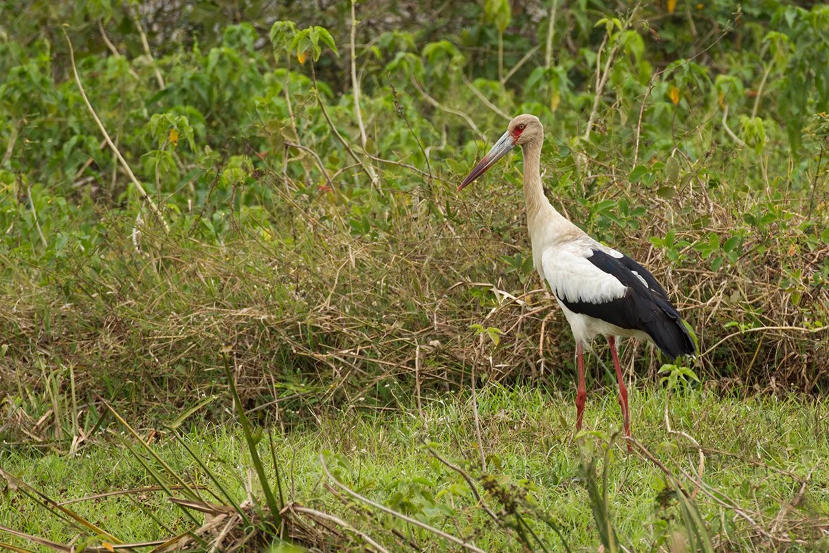 MAGUARI STORK