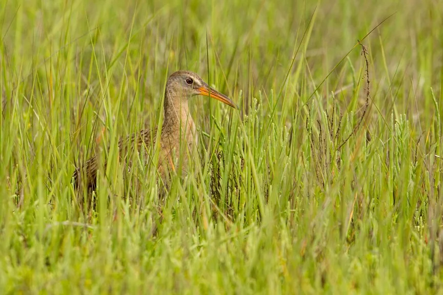 CLAPPER RAIL