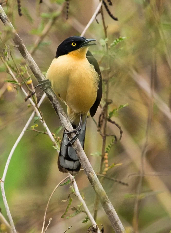 BLACK_CAPPED_DONACOBIUS_04.jpg