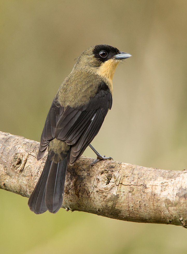 BLACK_GOGGLED_TANAGER_02.jpg