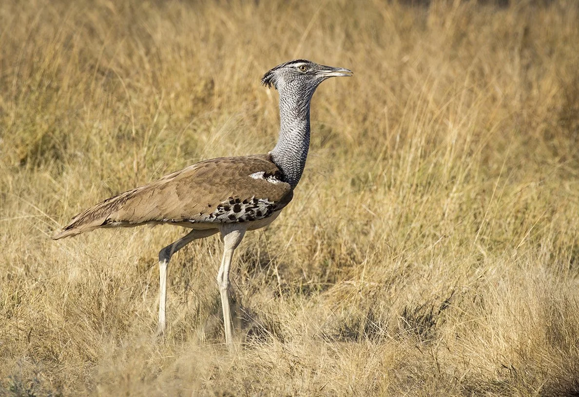 KORI_BUSTARD_06.jpg