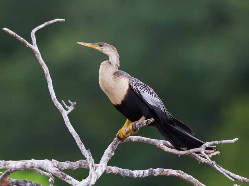 ANHINGA
