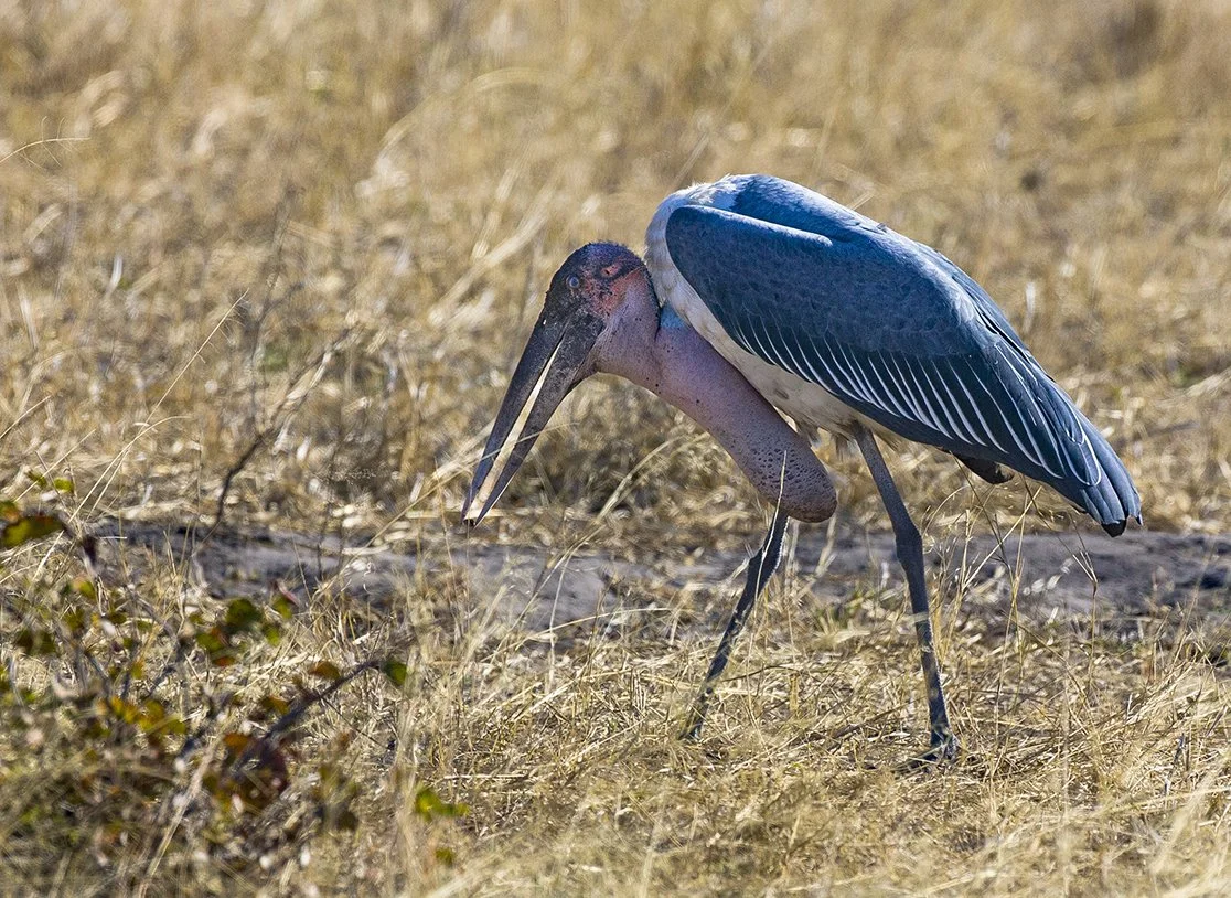 MARABOU STORK