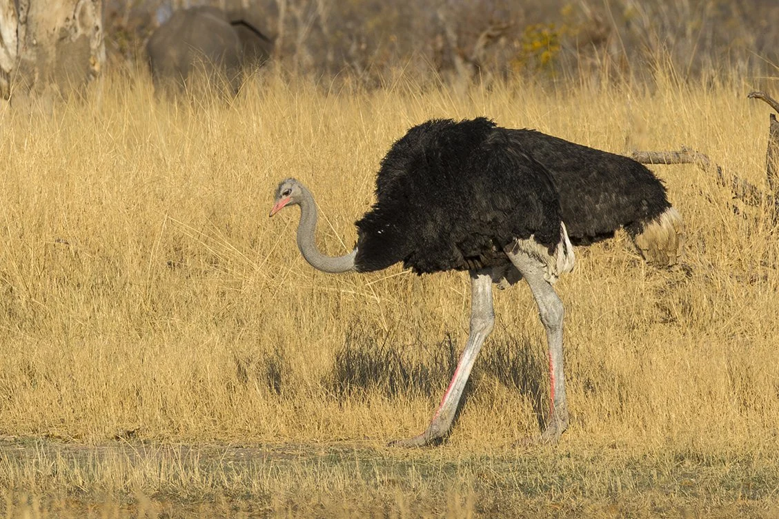 OSTRICH_04.jpg